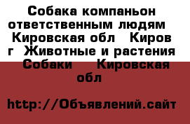 Собака-компаньон ответственным людям - Кировская обл., Киров г. Животные и растения » Собаки   . Кировская обл.